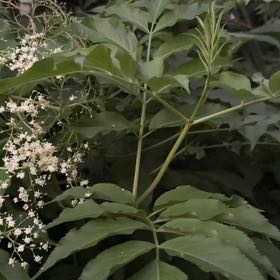 Photo of the plant species American Black Elderberry by @GiftedDatepalm named Elina on Greg, the plant care app