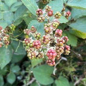 Photo of the plant species Blackberry by @GiftedDatepalm named Marley on Greg, the plant care app