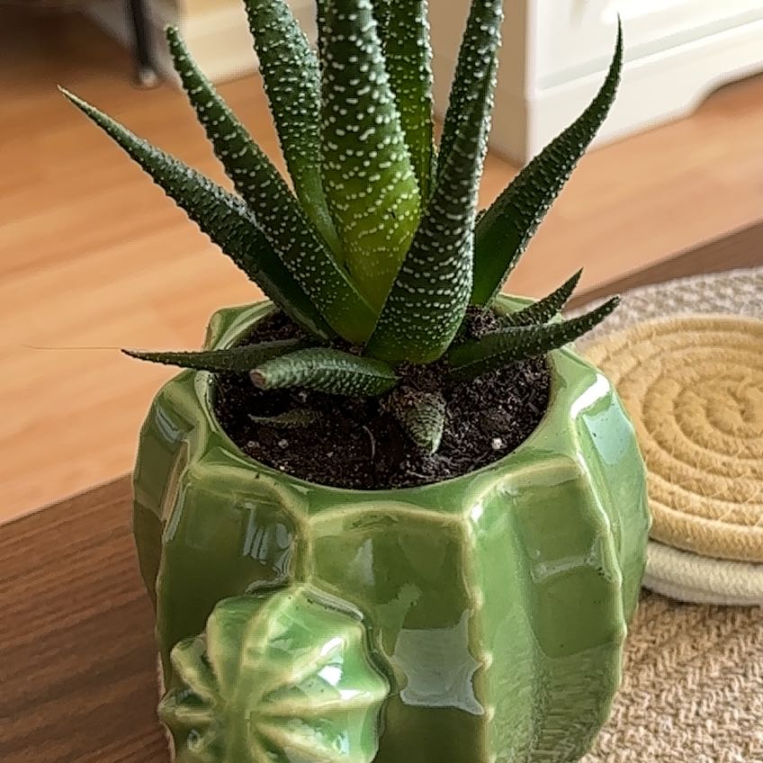 Photo of the plant species Haworthia fasciata 'Super Fasciata' by @GrandAgave named Beyonce on Greg, the plant care app