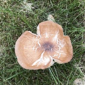 Photo of the plant species Noble Fir by @HolyBlueprince named Kylie on Greg, the plant care app