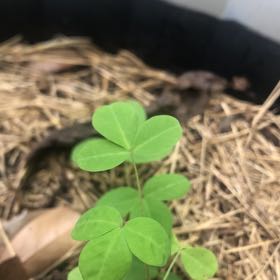 Photo of the plant species Rattlebox by @FinestFicusruby named Luna on Greg, the plant care app