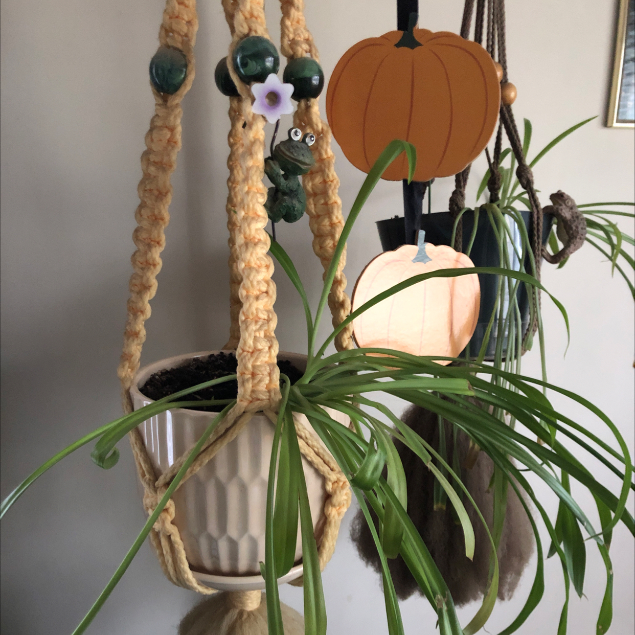 Spider Plant plant photo by @froglady3957 named Stella l on Greg, the plant care app.