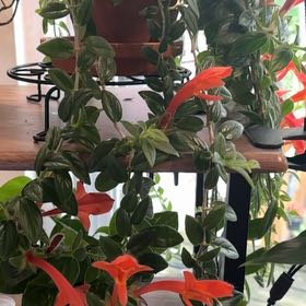 Photo of the plant species Columnea gloriosa by @SugarApachepine named James Dean d on Greg, the plant care app