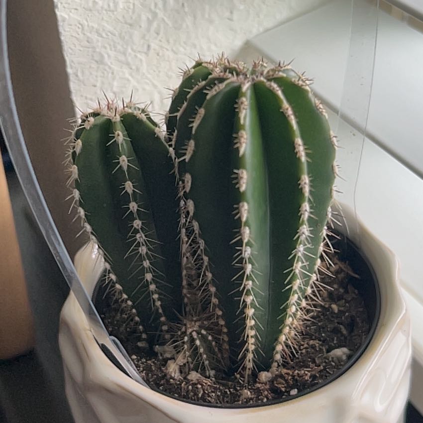 Photo of the plant species Lemaireocereus marginata by @FoxyCoralswirl named George on Greg, the plant care app