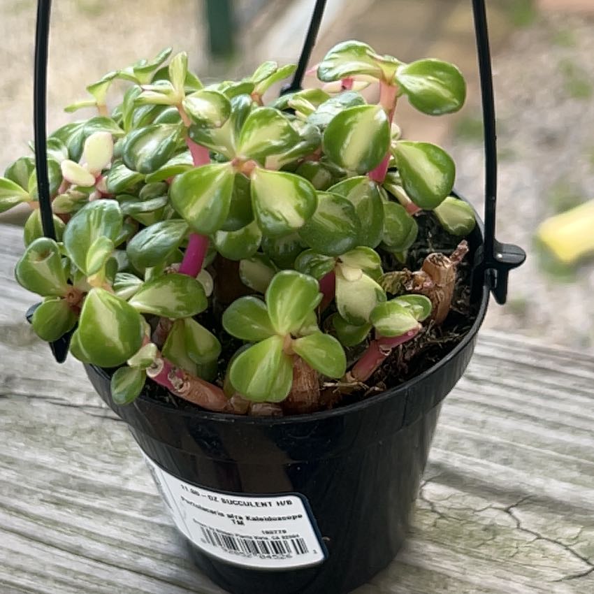 Portulacaria afra 'Kaleidoscope' plant in a black pot with vibrant variegated leaves.