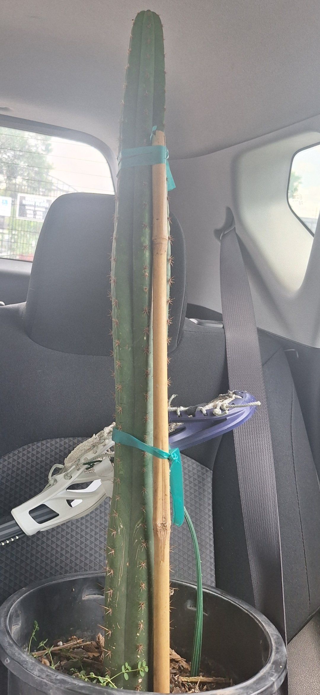 Photo of the plant species Bolivian Torch Cactus by @CuteJellybeans named Steve on Greg, the plant care app