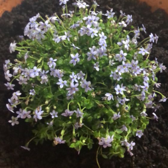 Photo of the plant species Blue Star Creeper by @FitSweetyarrow named Pax on Greg, the plant care app