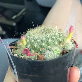 Photo of the plant species Rebutia miniscula by @EarnestCorkelm named Forrest on Greg, the plant care app