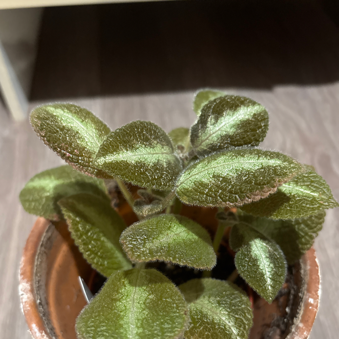 Photo of the plant species Episcia 'Gray Lady' by @PoshLargethyme named Queen on Greg, the plant care app