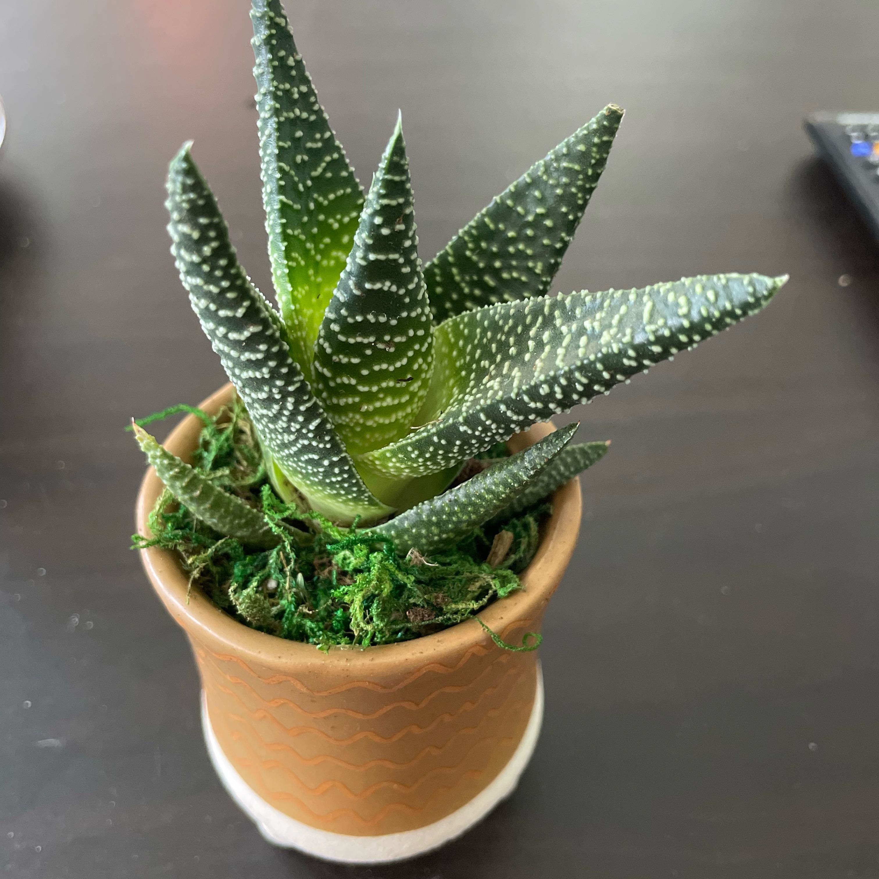 Photo of the plant species Gasteraloe 'Royal Highness' by @PoshLargethyme named Tip on Greg, the plant care app