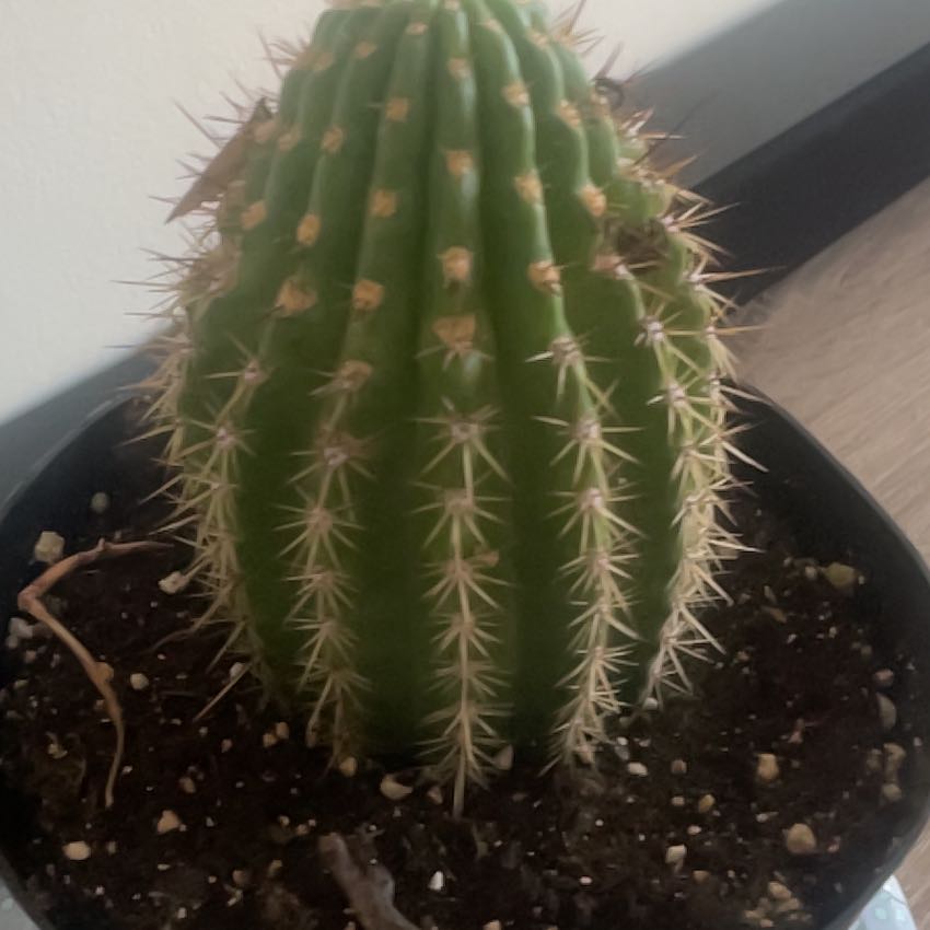 Photo of the plant species Assorted Trichocereus by @WholeBentgrass named Treeyoncé on Greg, the plant care app