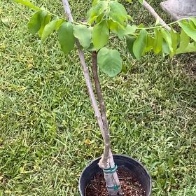 Photo of the plant species yellow mombin by @LovingKhakiweed named Sproutacus on Greg, the plant care app