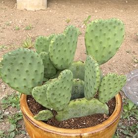 Photo of the plant species Bartolona by @BeefyKalanchoe named Leaf Erickson on Greg, the plant care app