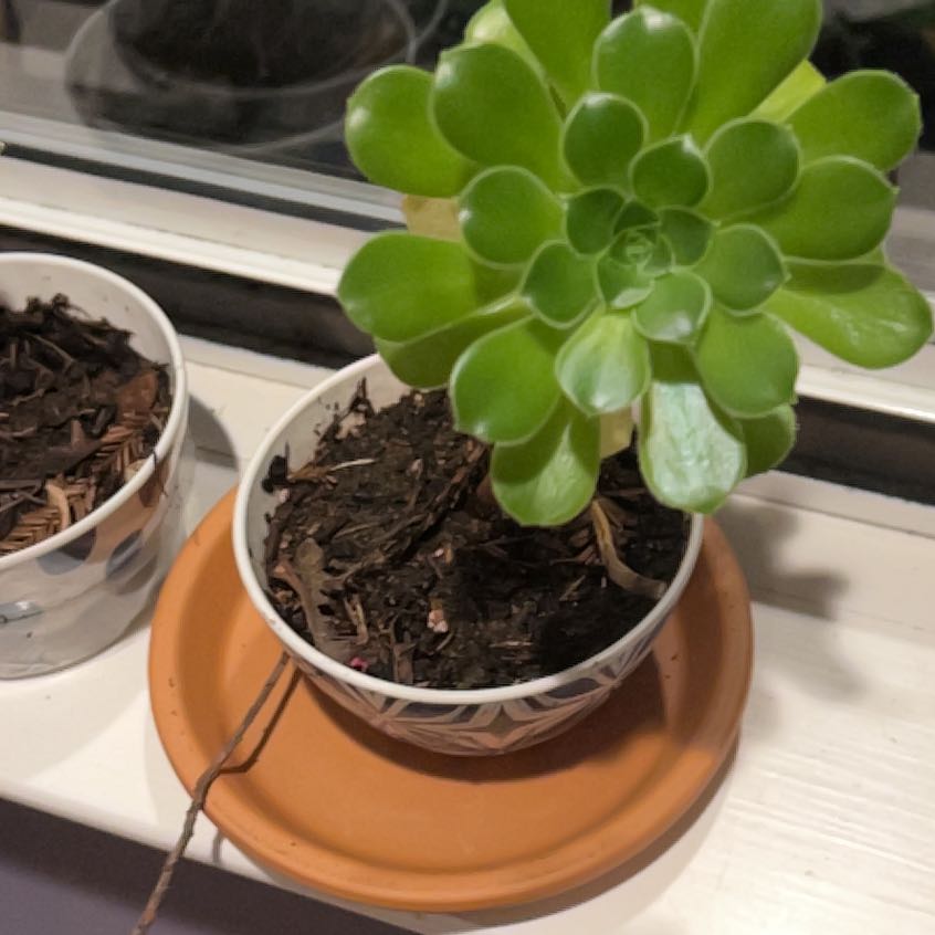 Photo of the plant species Aeonium castello-paivae variegata 'Suncup' by @StableSmellfox named Osmo on Greg, the plant care app