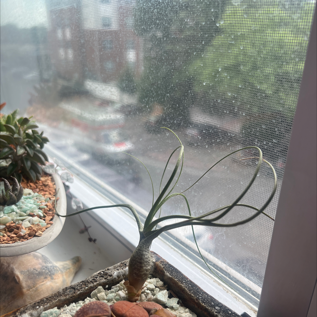 Tillandsia butzii plant on a windowsill with a view outside.