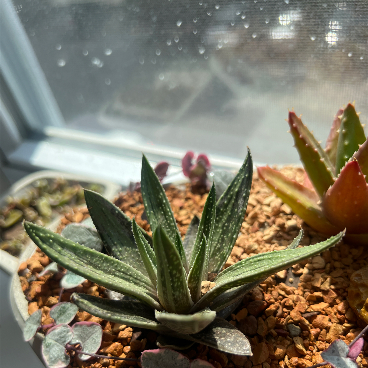 Photo of the plant species Assorted Gasteria by @ProponentofGray named Gasteria Gal on Greg, the plant care app