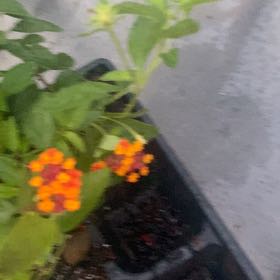 Photo of the plant species Dallas Red Lantana by @GnarlyChiotilla named Gwen on Greg, the plant care app