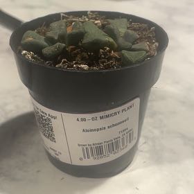 Photo of the plant species Aloinopsis schoonesii by @HypnoticFuscia named Rainier on Greg, the plant care app