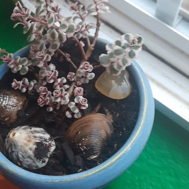 Photo of the plant species Tricolor Stonecrop by @SlickShangrila named Stu on Greg, the plant care app