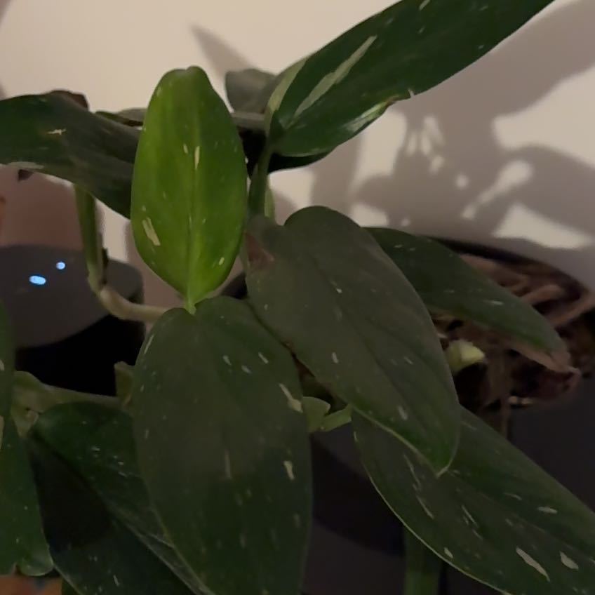 Photo of the plant species Cobra Philodendron by @ZanyFalsearalia named Lola on Greg, the plant care app
