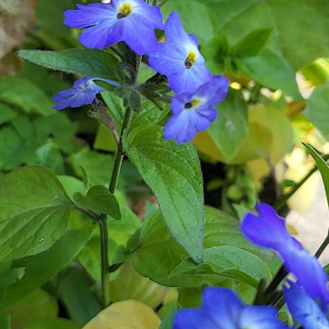 Photo of the plant species Browallia by @SugarSpeedwell named Rosa on Greg, the plant care app