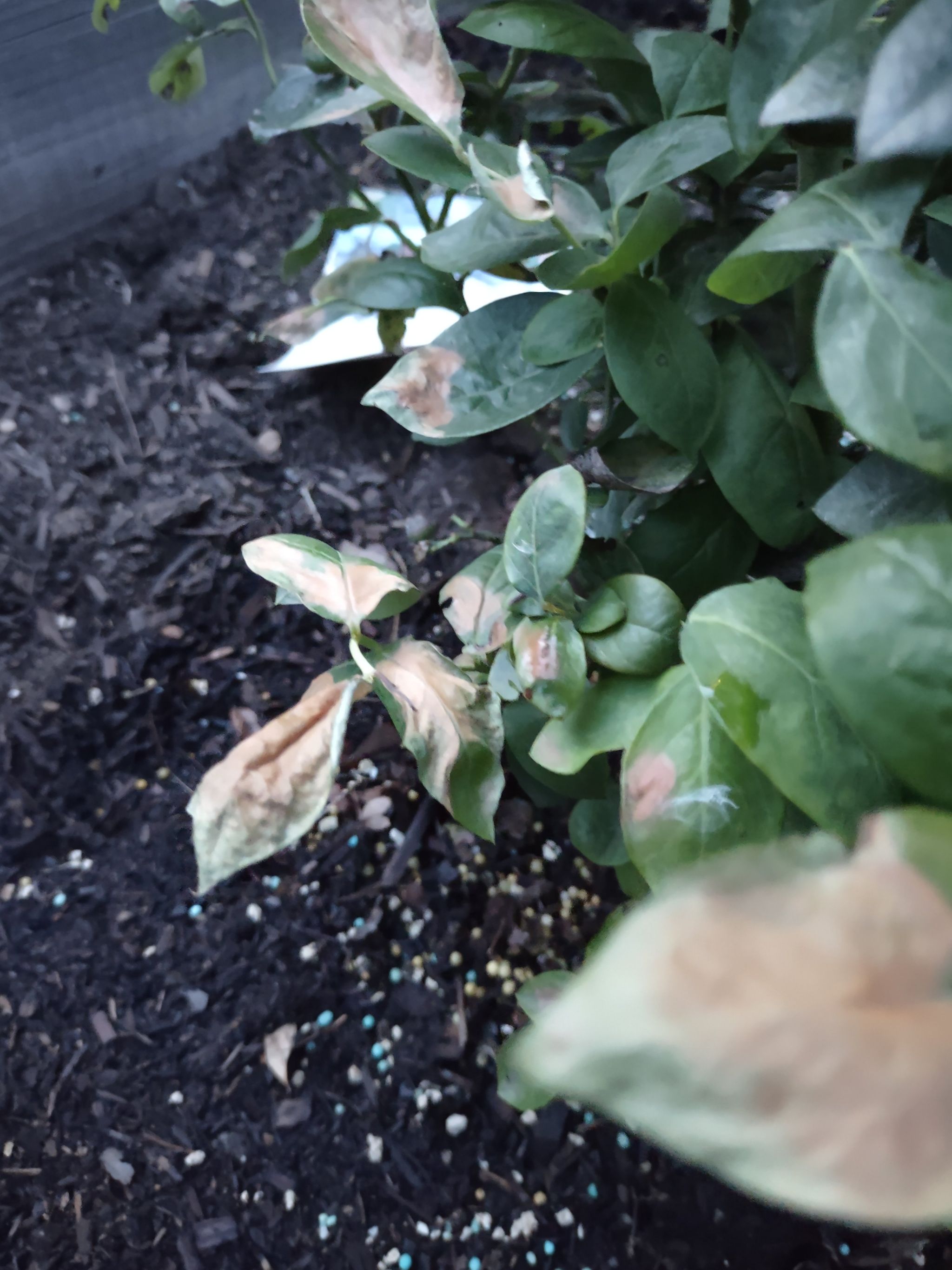 Blueberry plant with browning leaves and visible soil.