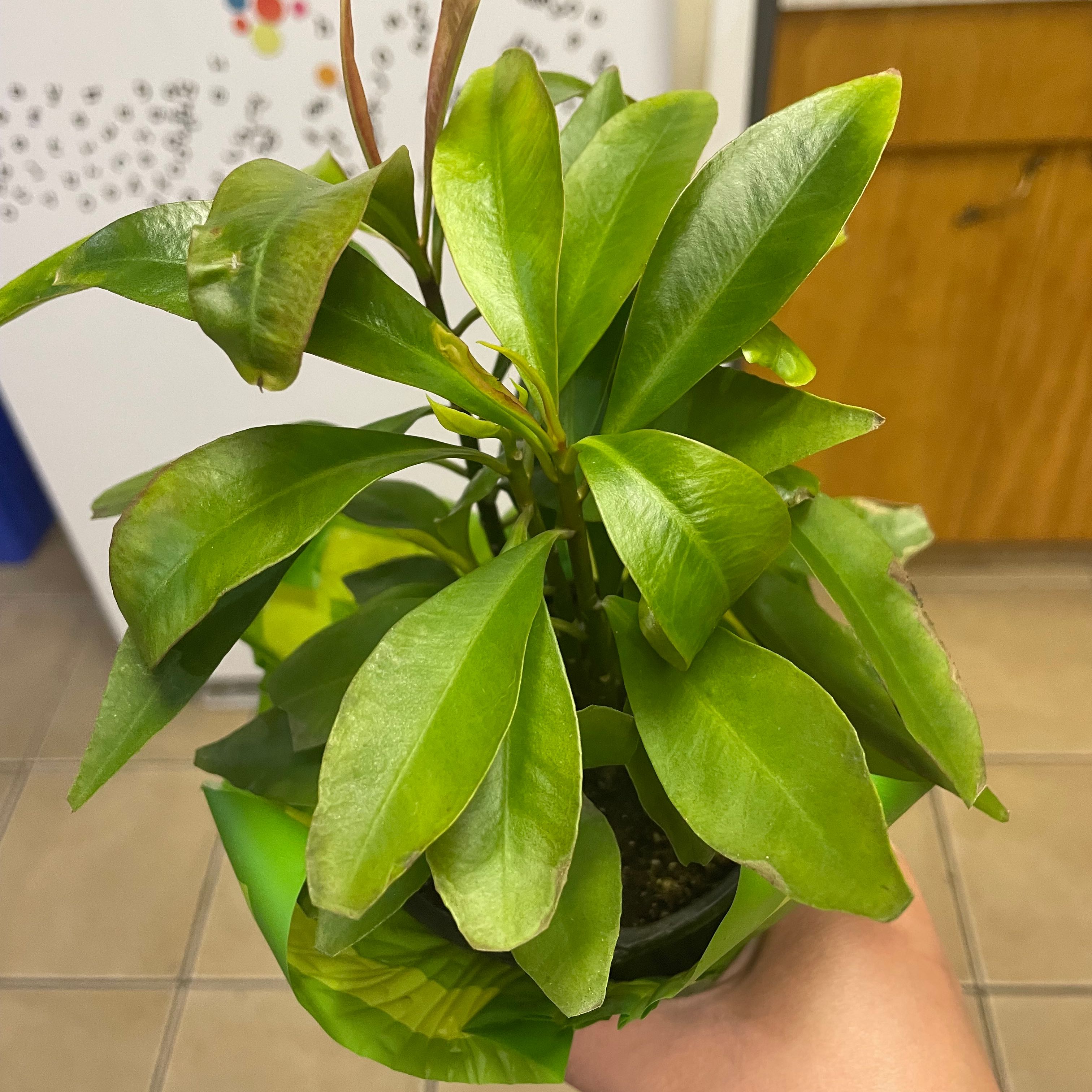 Healthy Christmas Berry plant with vibrant green leaves, held by a hand.