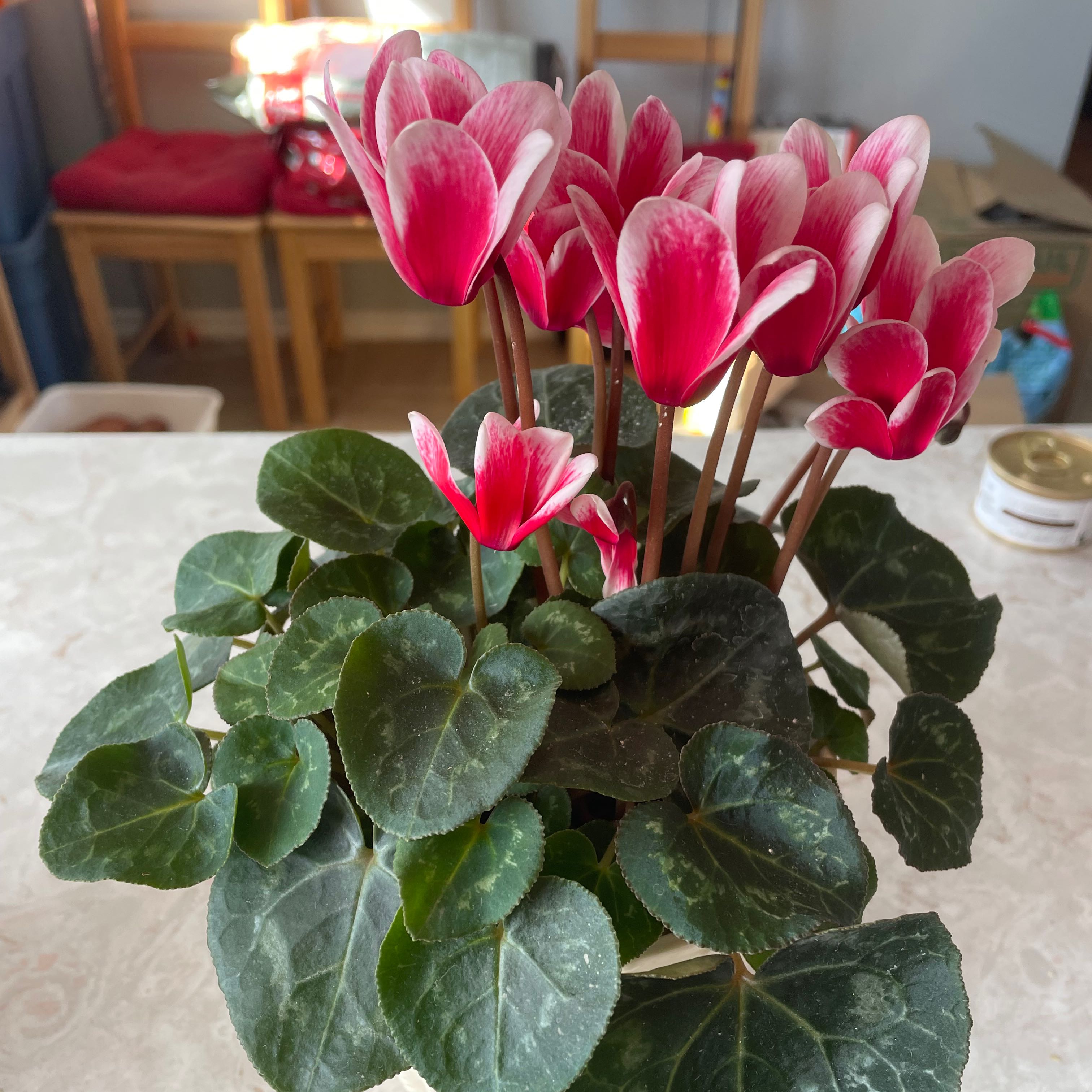 Healthy Persian Cyclamen plant with vibrant red and pink flowers in bloom and green leaves with silver marbling, potted in well-draining soil mix.