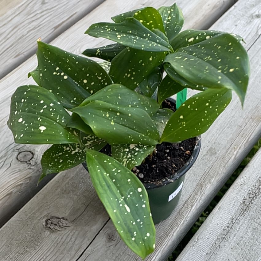 Healthy potted Gold Dust Dracaena plant with dark green leaves covered in yellowish-white speckles, sitting on a wooden surface.