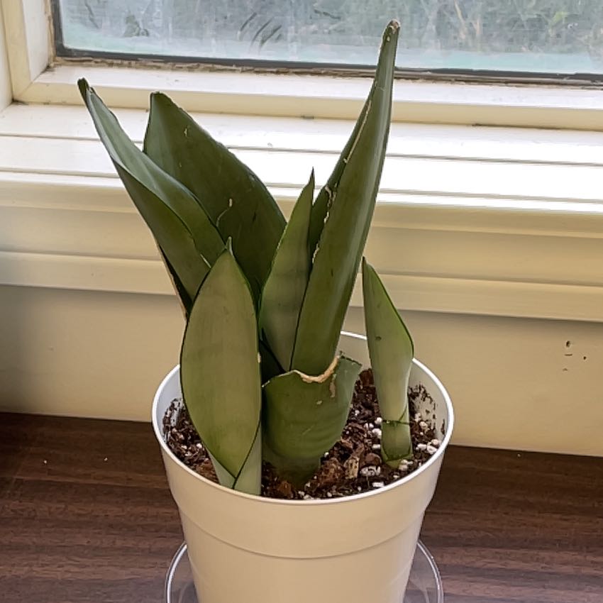 Silver Snake Plant in a white pot near a window, appears healthy.
