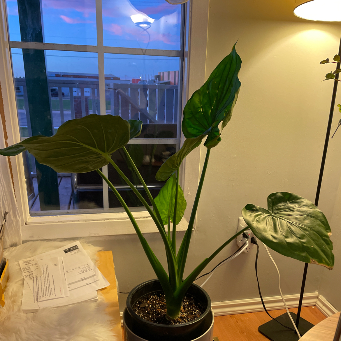 Healthy Chinese Taro plant with large green leaves growing in a black pot on a windowsill, with sky visible through the window.