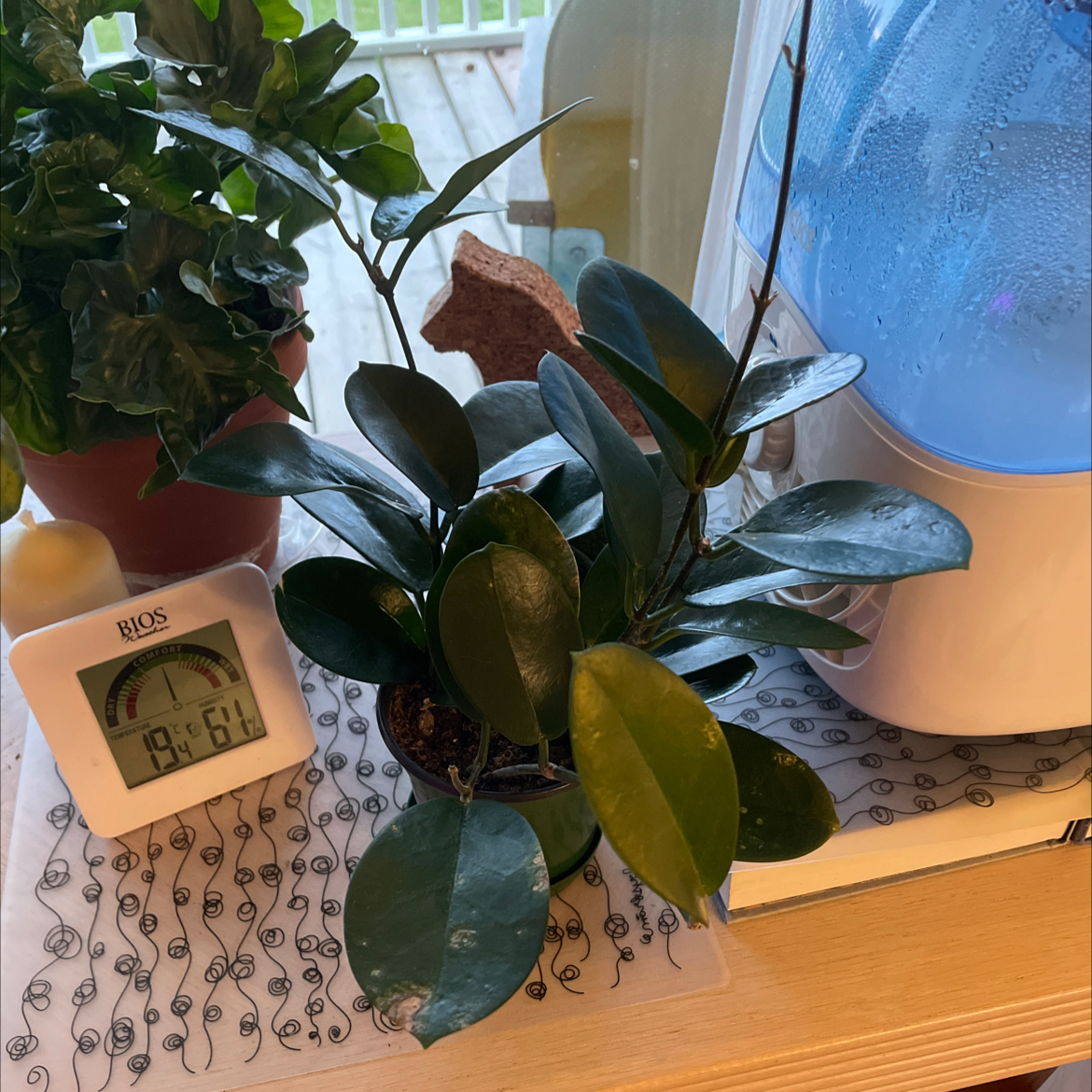Waxvine plant with dark green leaves and some yellowing, placed near a humidifier.