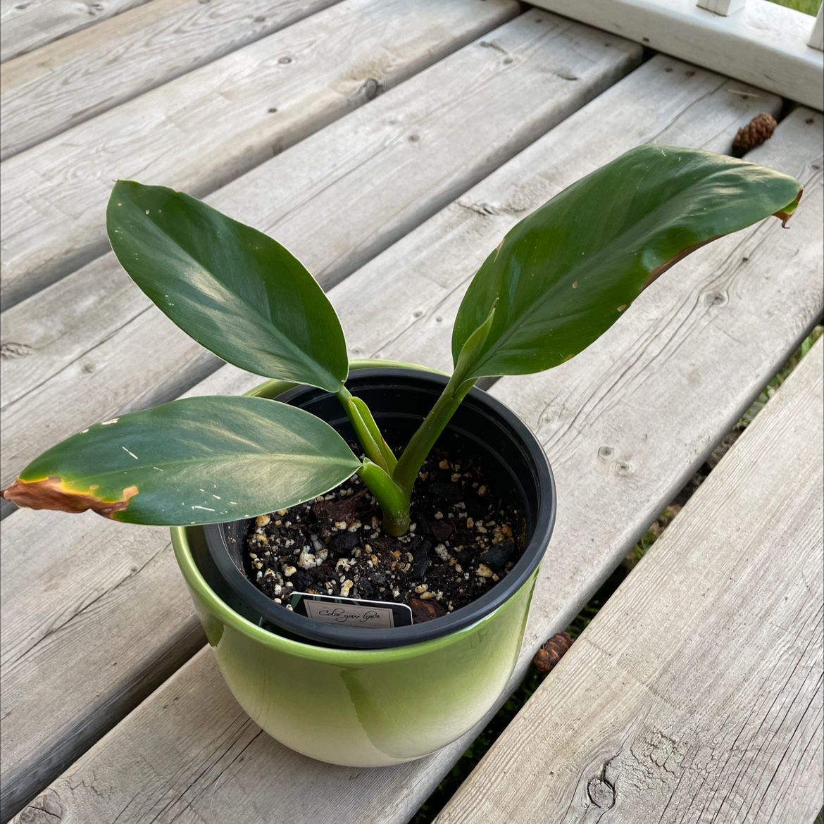 Philodendron 'Imperial Green' plant in a pot with some browning on leaf edges.