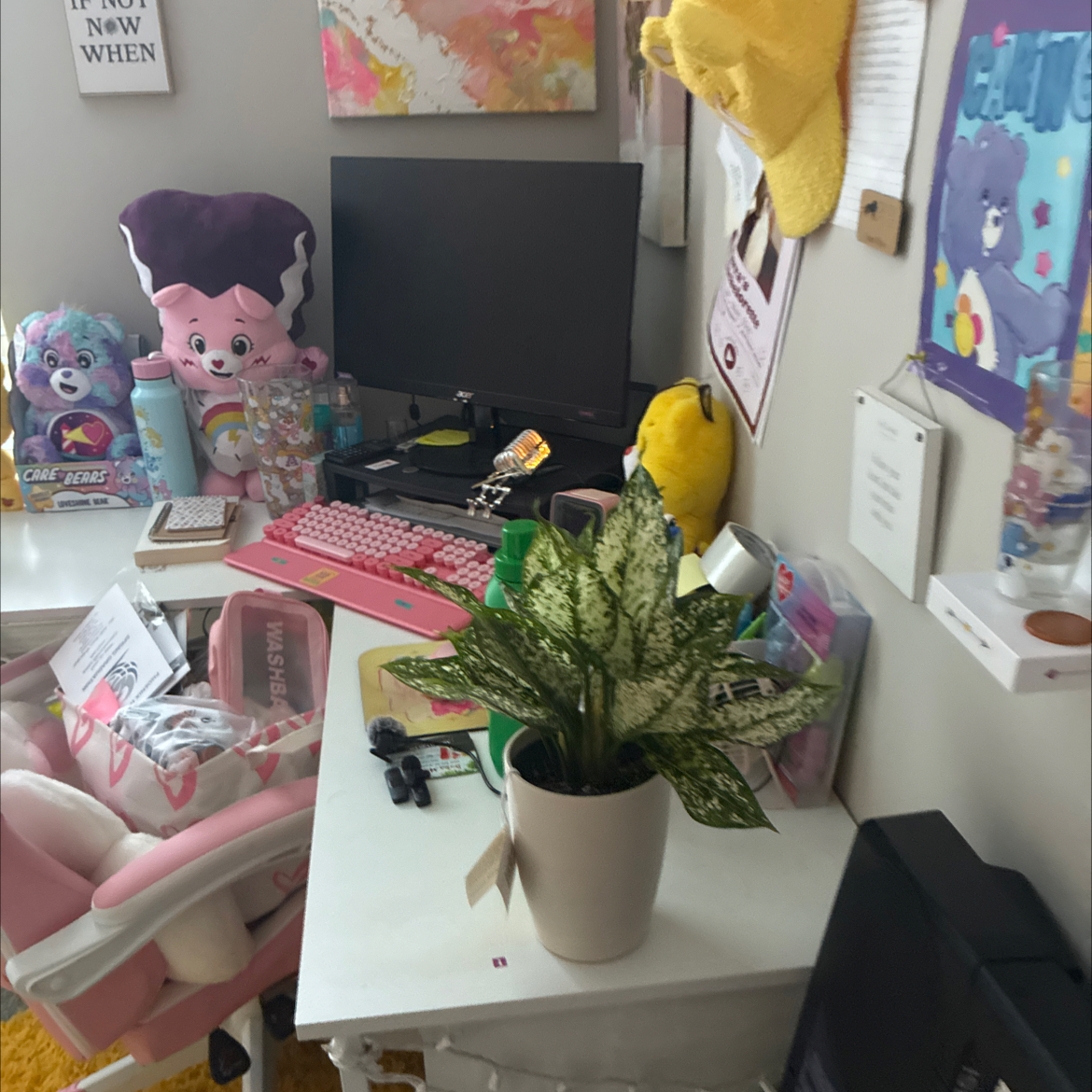 Photo of the plant species First Diamond by @Sol-Bloom named Earlene Cloudy on Greg, the plant care app