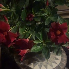 Photo of the plant species Aloha Mandevilla by @WinsomeHorminum named Elina on Greg, the plant care app