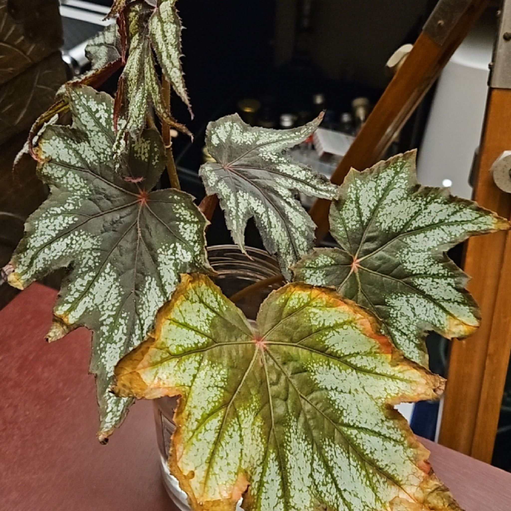 Photo of the plant species Begonia Little Brother Montgomery by @icdiva named Montgomery on Greg, the plant care app