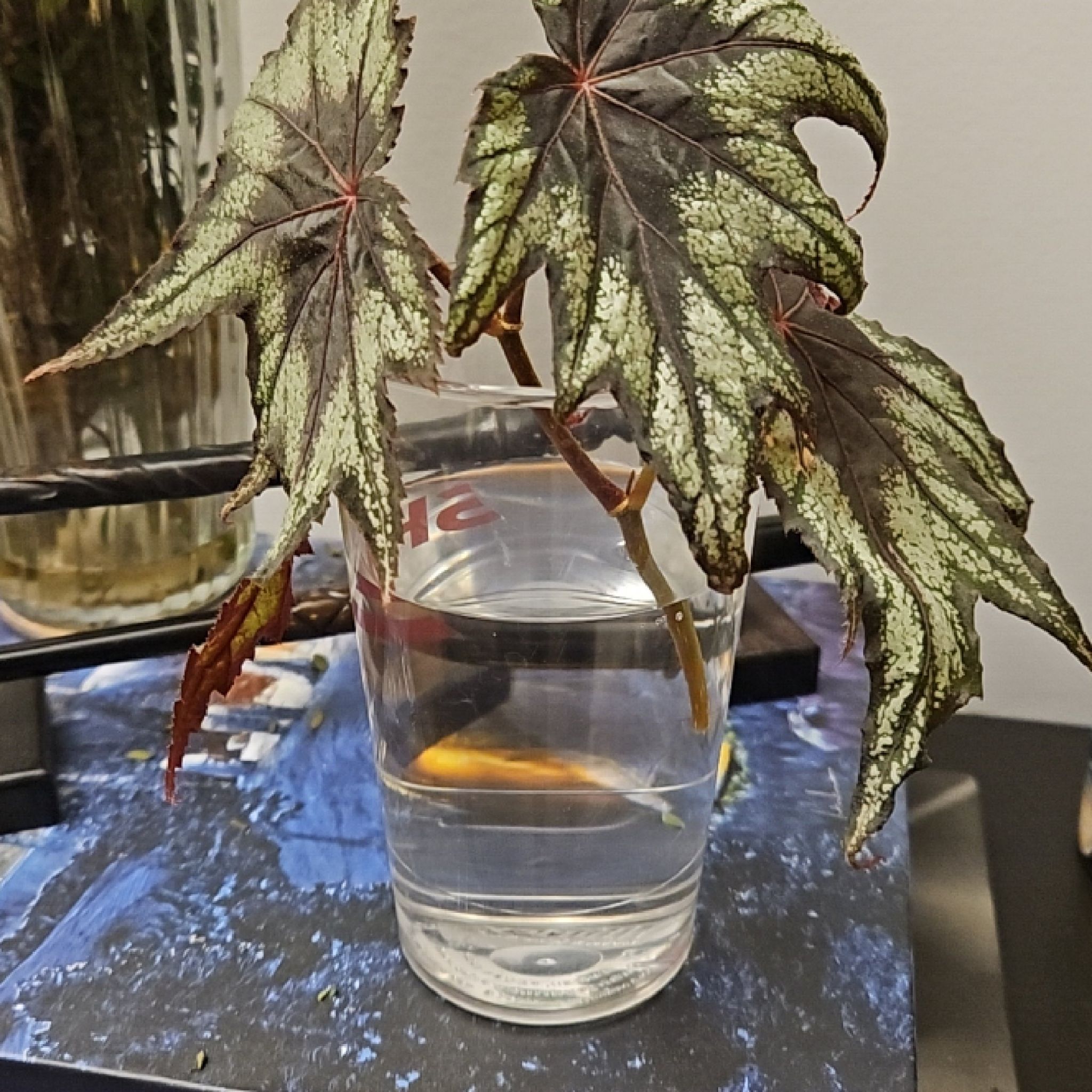 Photo of the plant species Begonia Little Brother Montgomery by @icdiva named JR on Greg, the plant care app