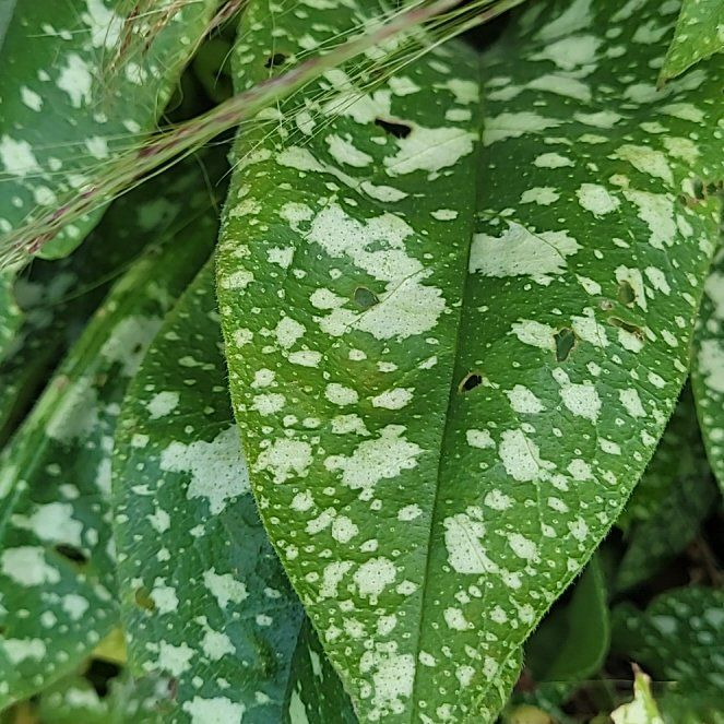 Photo of the plant species Bethlehem Sage by @CrispRosecactus named Hamilton on Greg, the plant care app