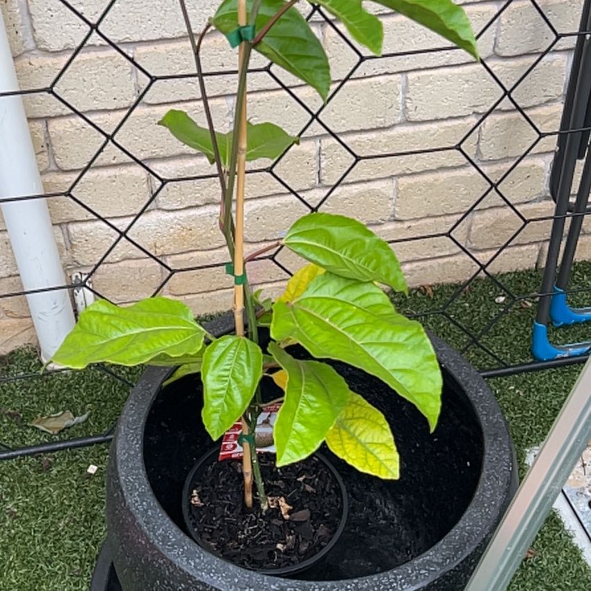 Photo of the plant species Passion Fruit by @LightVicksplant named Luna on Greg, the plant care app