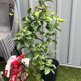 Photo of the plant species lemon tree by @LightVicksplant named Treeyoncé on Greg, the plant care app