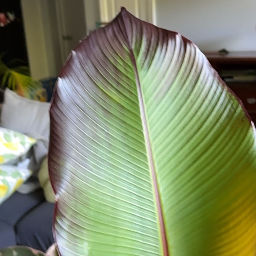 ChloroPhil