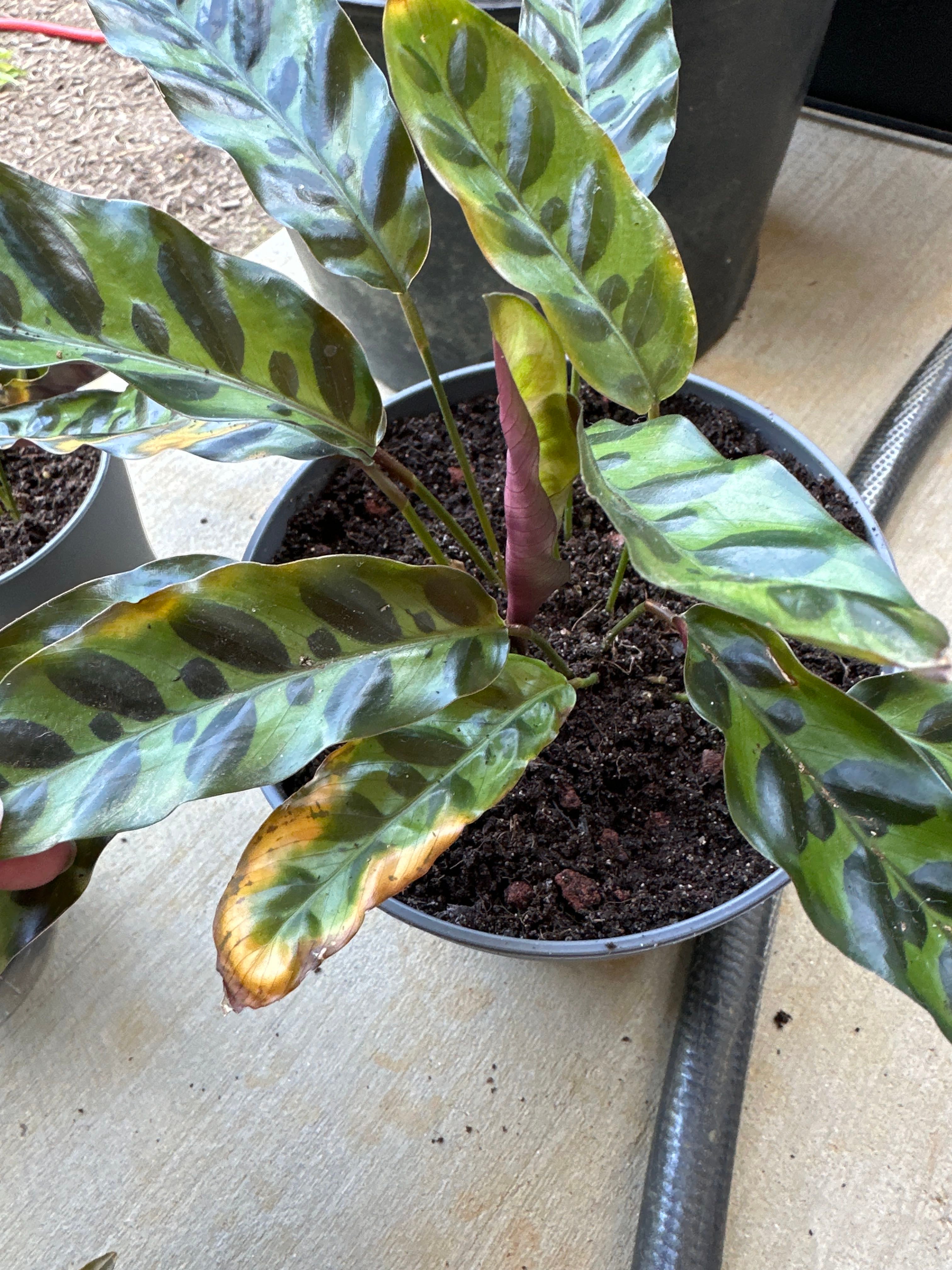 Should I Repot My Rattlesnake Plant And If So, How?