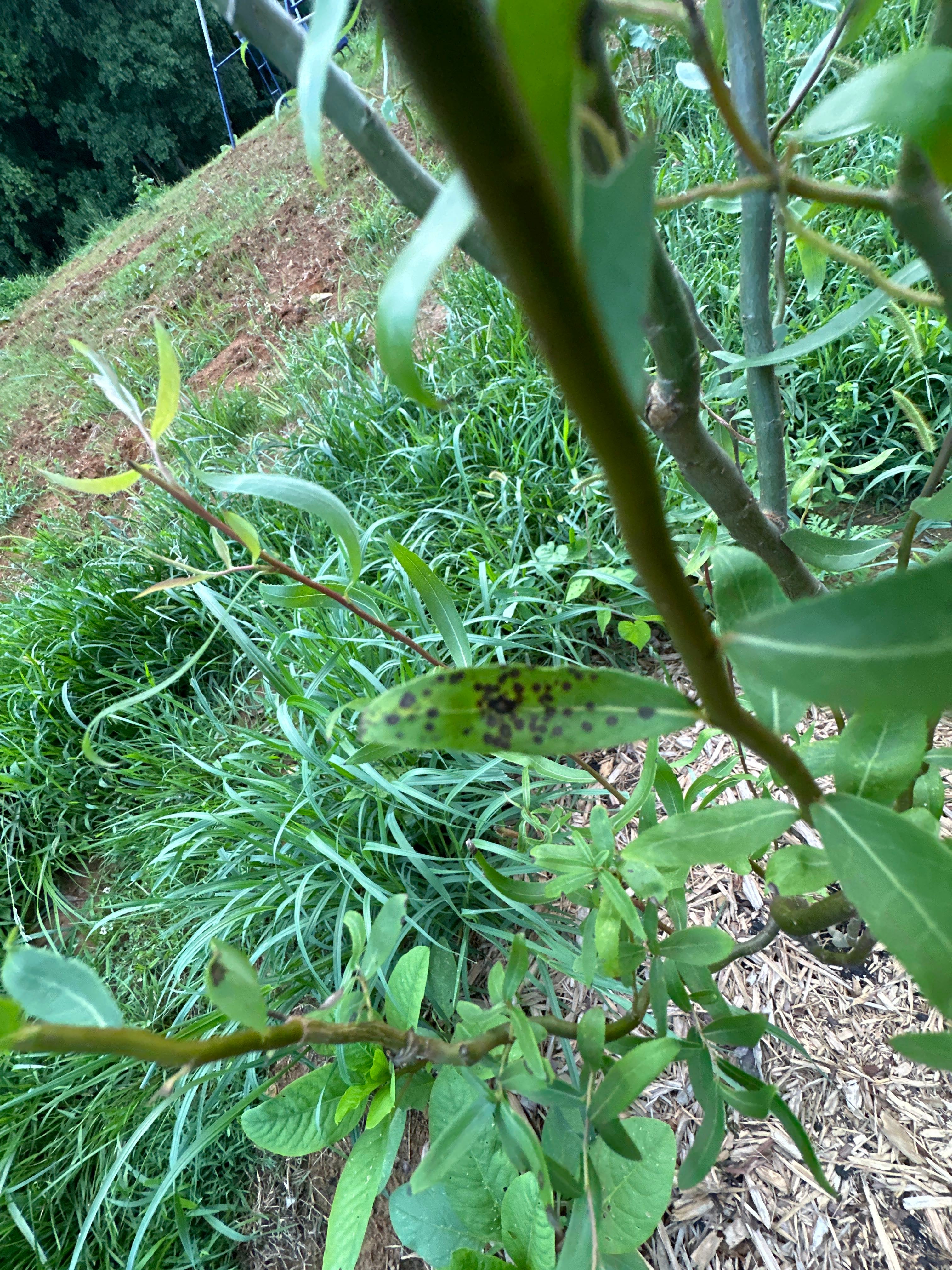 Where Can Black Pussy Willow Grow? Zones 4a8b 🐱