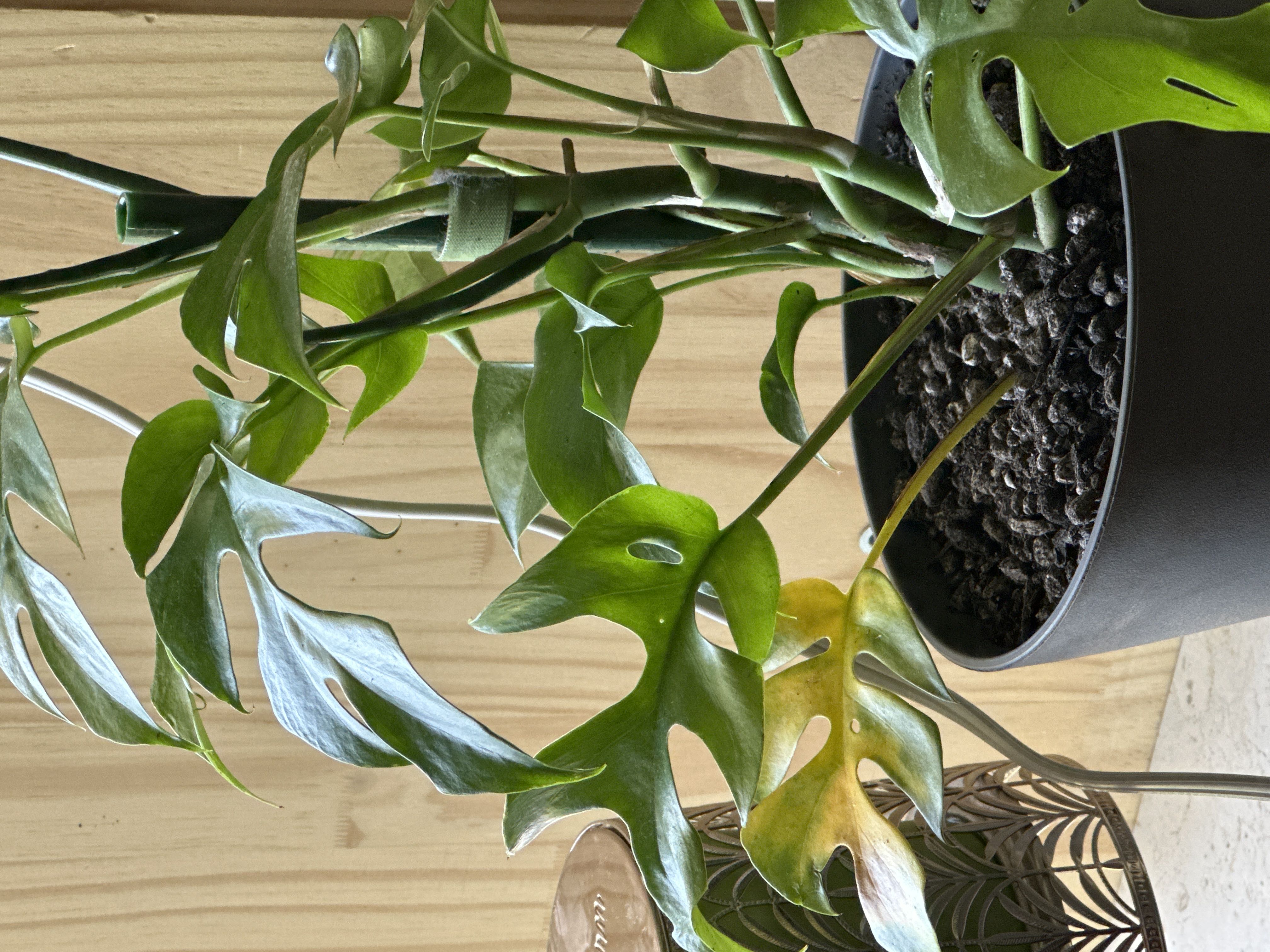 Losing another leaf! Repotted from sphagnum wrapped roots...