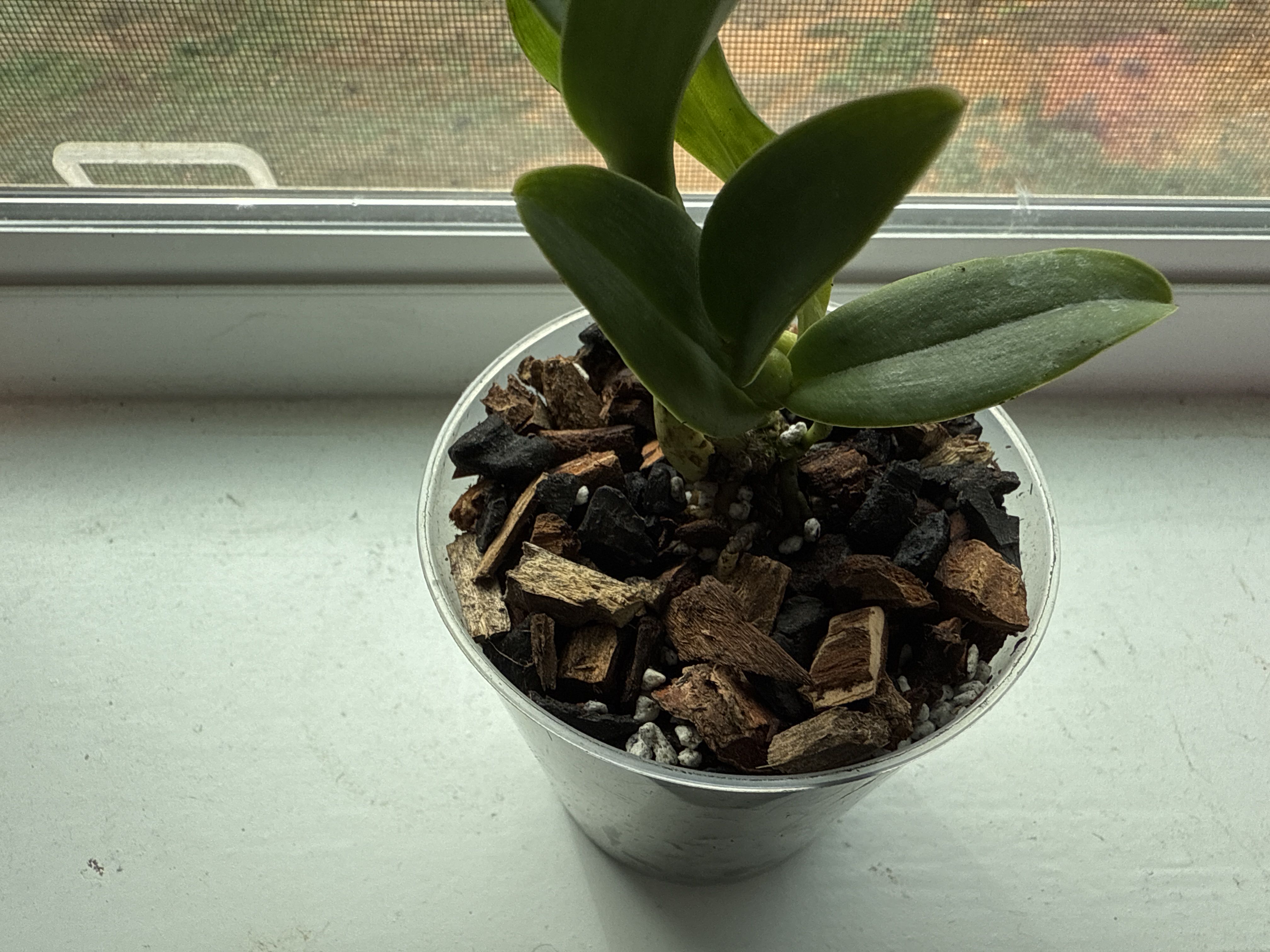 Photo from the post