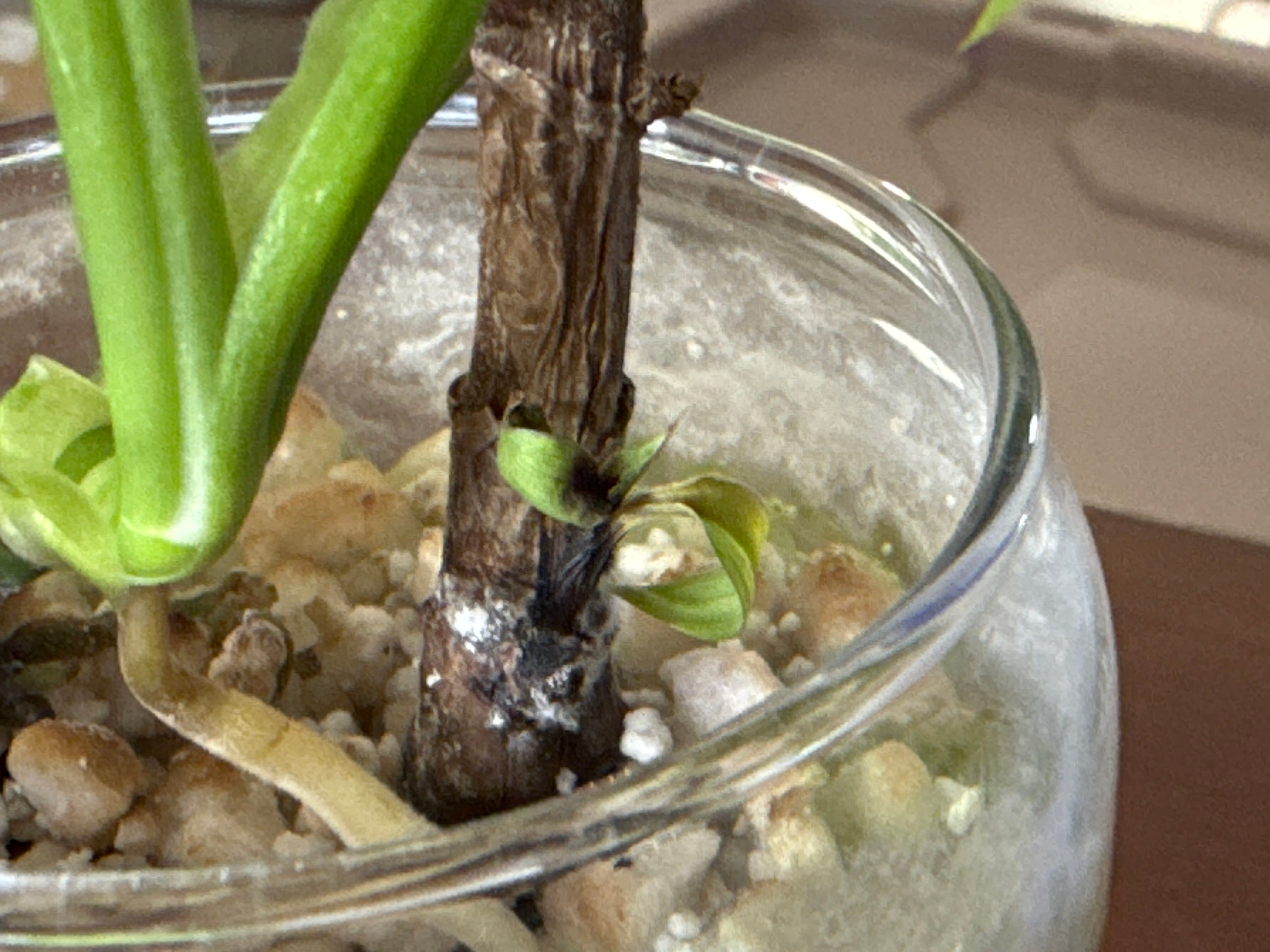 Cordyline 'Red Sensation' Hardiness Zones 9a11b