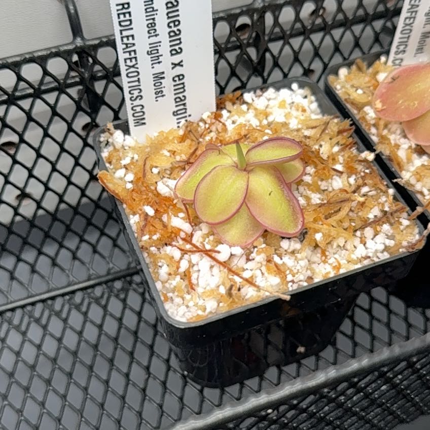 Photo of the plant species Pinguicula emarginata by @Petite_Eureka named Drake on Greg, the plant care app