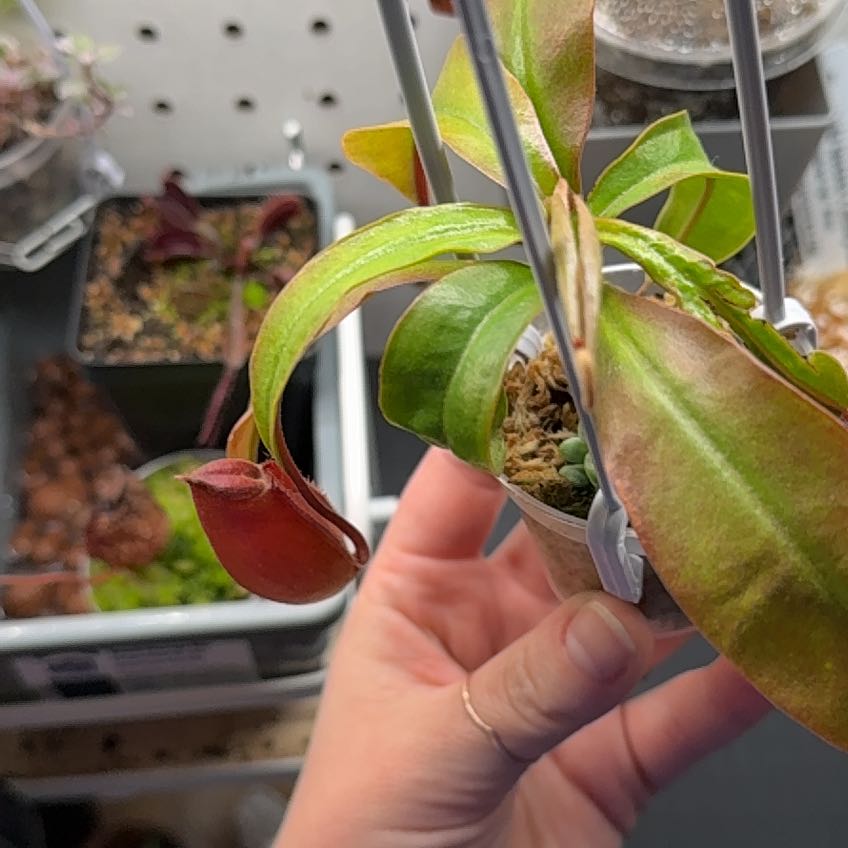 Photo of the plant species Nepenthes Lady Luck by @Petite_Eureka named Spike Leaves on Greg, the plant care app