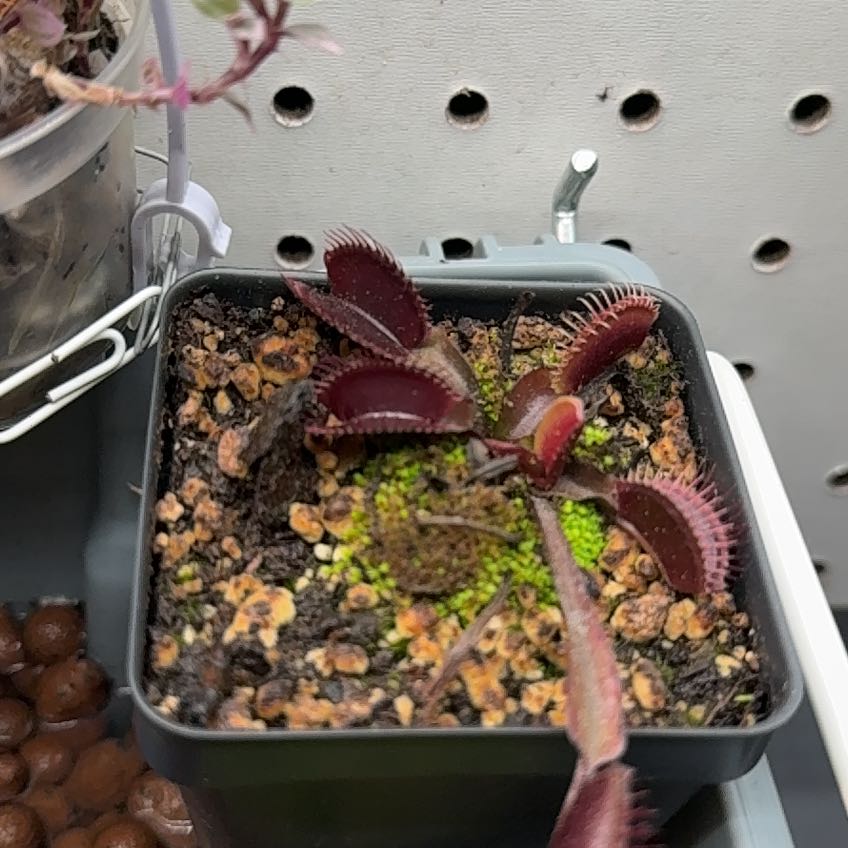 Photo of the plant species Red Dragon Fly Trap by @Petite_Eureka named Hemingway on Greg, the plant care app