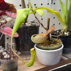 Photo of the plant species Nepenthes ventricosa Pitcher Plant by @Petite_Eureka named Khaleesi on Greg, the plant care app